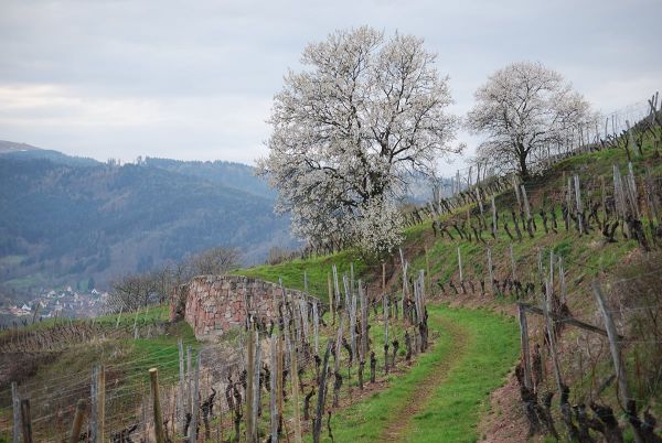 Coffret Terroirs d'Alsace et Bistrot
